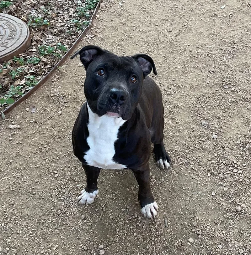 A young medium-sized female Staffordshire Bull Terrier dog named Lilly for adoption in Missouri City, TX