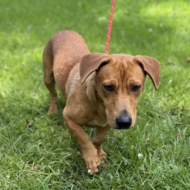 A young medium-sized male Dachshund dog named Lil Bit for adoption in Locust Fork, AL