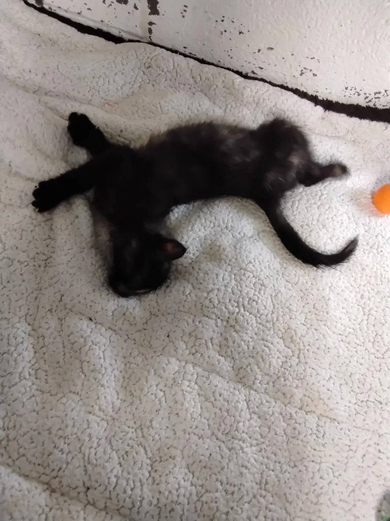 A baby small-sized female Domestic Short Hair cat named Bitsy for adoption in Ada, OK