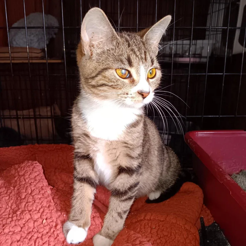 A young medium-sized female Tabby cat named Wink for adoption in Utica, MI