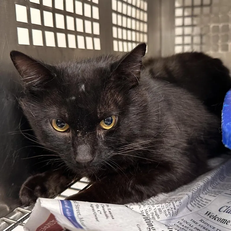 An adult medium-sized male Black Domestic Short Hair cat named Ebony for adoption in Mount Vernon, IN