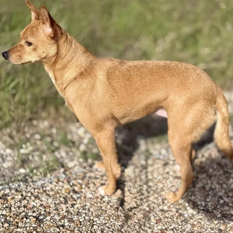 A young small-sized female Red / Chestnut / Orange Chihuahua dog named Foxy for adoption in Bastrop, TX
