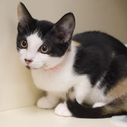 A baby small-sized female Domestic Short Hair cat named Chloe for adoption in Verona, WI