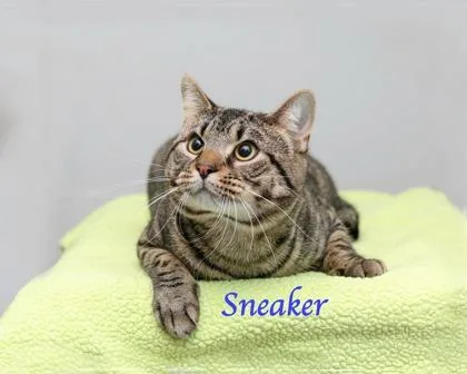 Sneaker