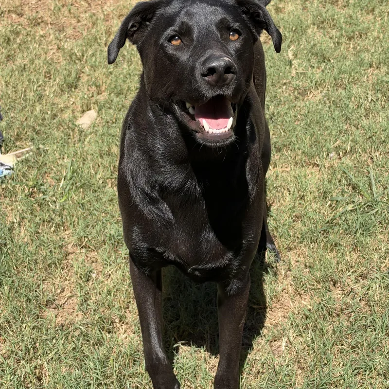 An adult large-sized male Black Labrador Retriever dog named Ozzie for adoption in Mt Pleasant, SC