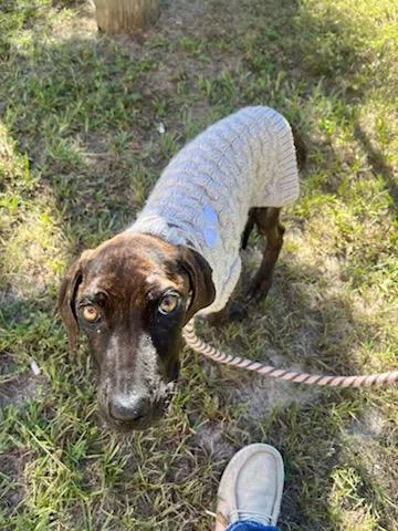 An adult small-sized female Plott Hound dog named Sally for adoption in Gainesville, FL