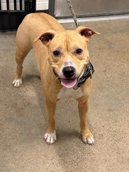 A young medium-sized female Yellow / Tan / Blond / Fawn Pit Bull Terrier dog named Iceberg for adoption in Cleveland, OH