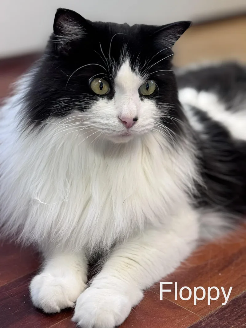 Floppy Tuxedo Long Hair