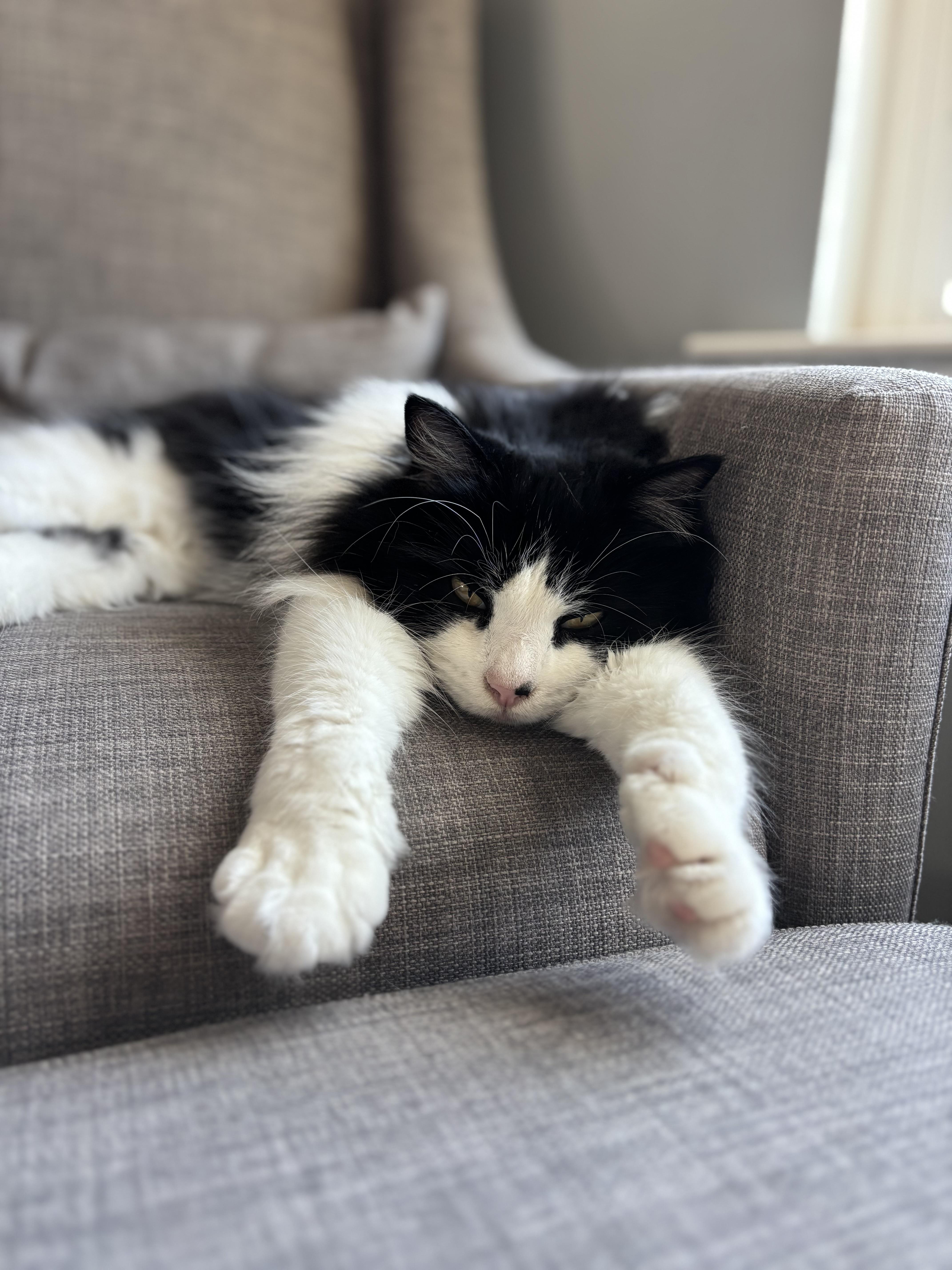 Floppy Tuxedo Long Hair thumbnail 2