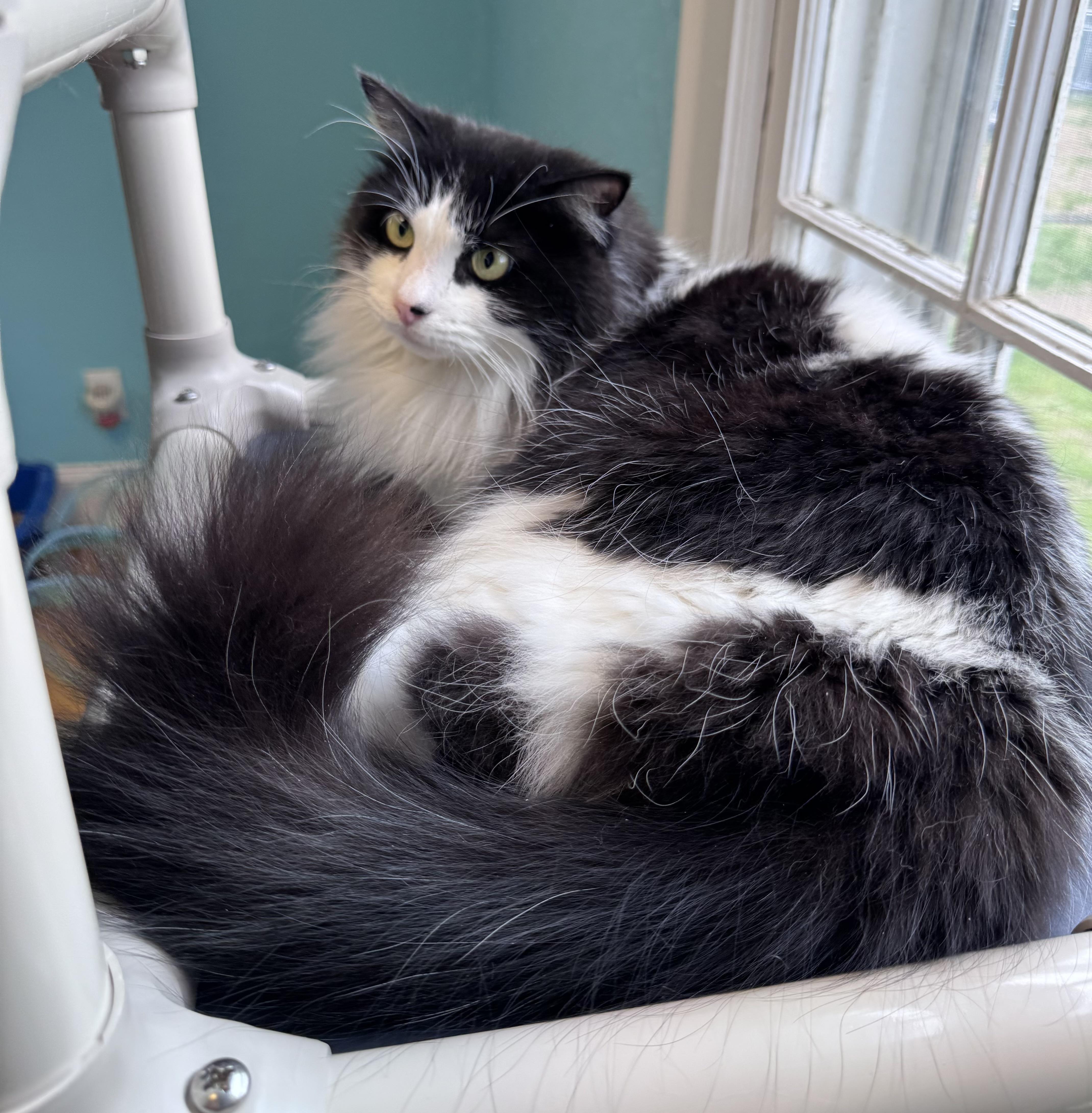 Floppy Tuxedo Long Hair thumbnail 3