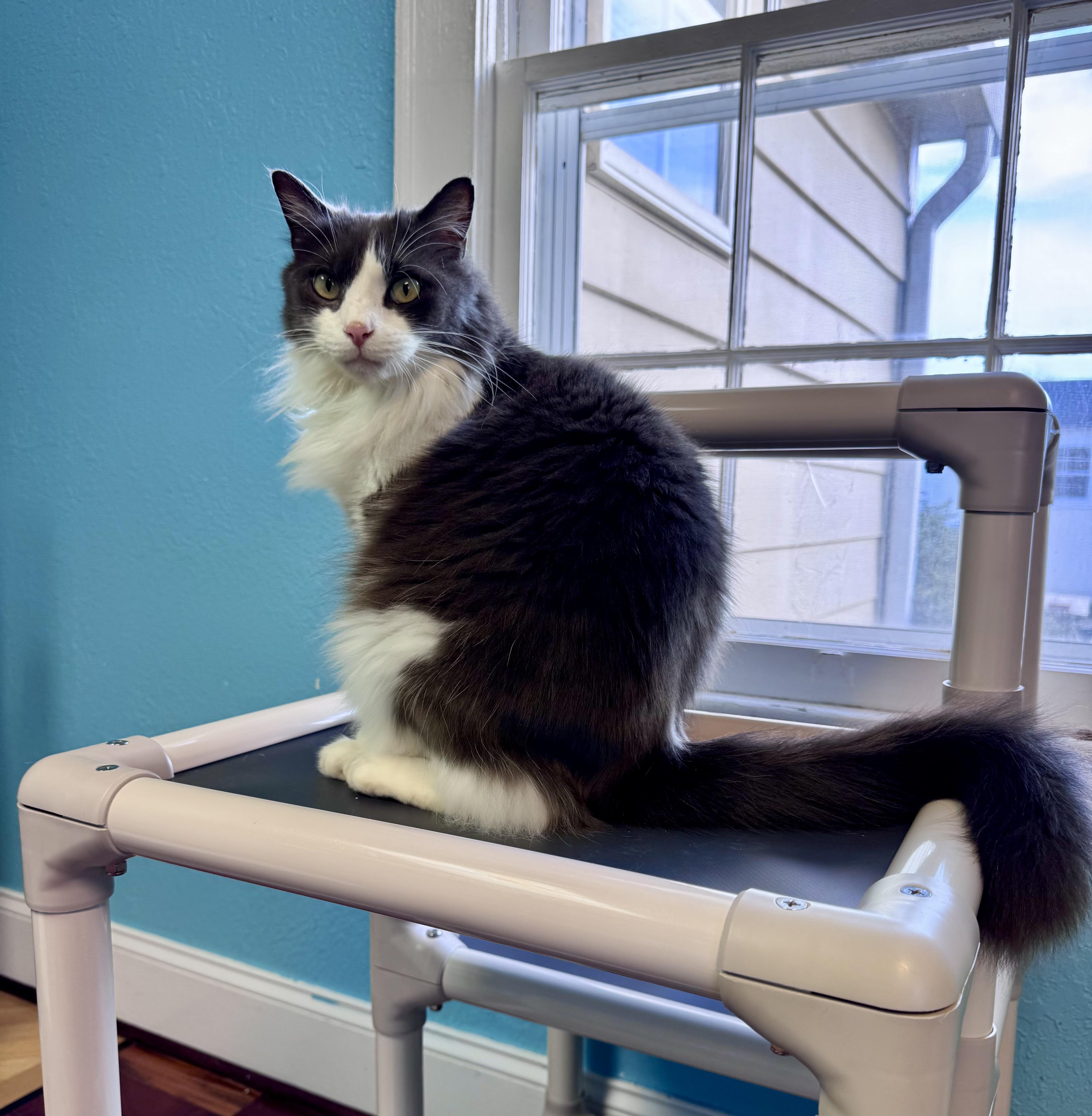 Floppy Tuxedo Long Hair thumbnail 4