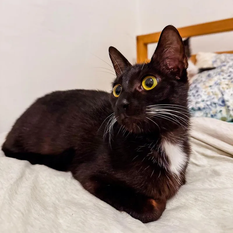 A young small-sized female Black Domestic Short Hair cat named Martini for adoption in San Diego, CA