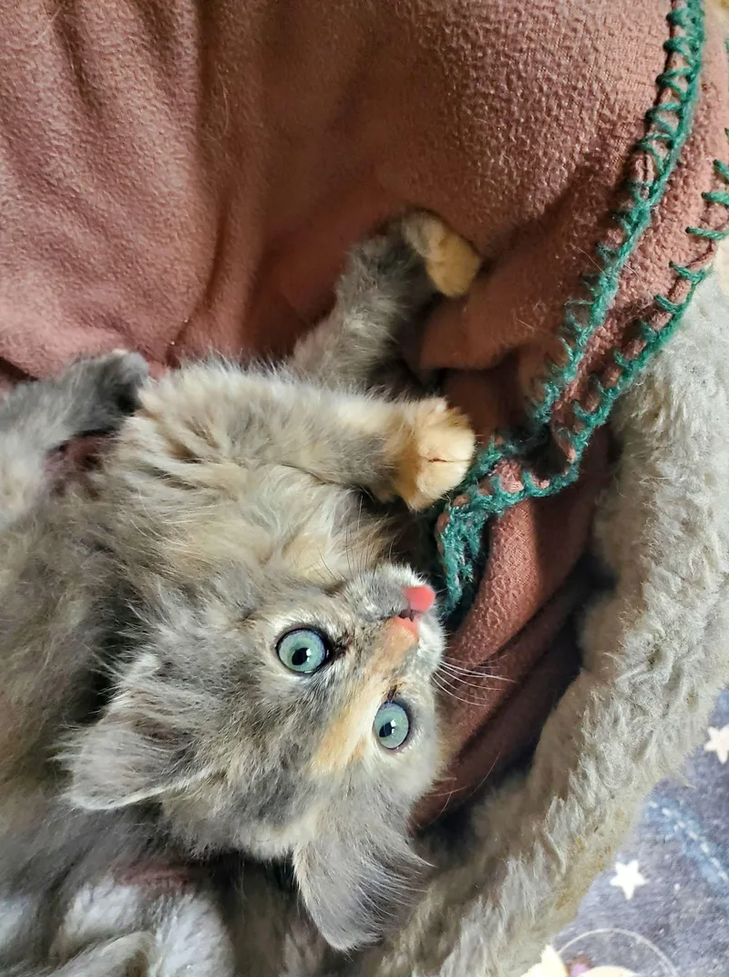 A baby medium-sized female Dilute Tortoiseshell Domestic Long Hair cat named Mezcal for adoption in Manhattan, KS