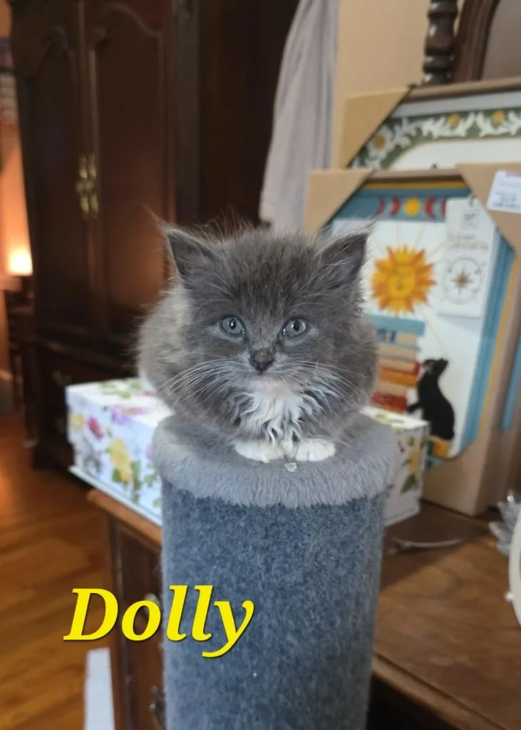 A baby medium-sized female Domestic Medium Hair cat named Dolly for adoption in Johnson City, TN