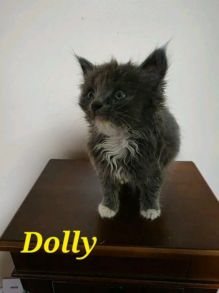 Dolly thumbnail 2