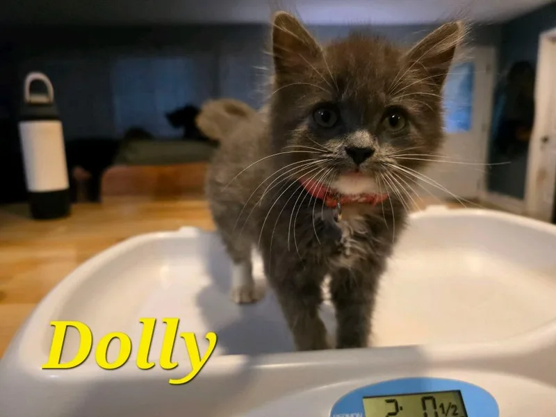 Dolly thumbnail 3