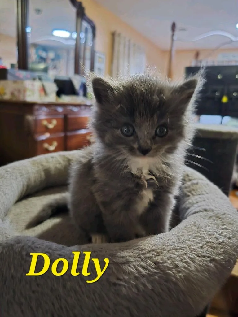 Dolly thumbnail 5