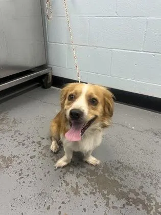 A young small-sized male Terrier dog named Petey for adoption in Sacramento, CA