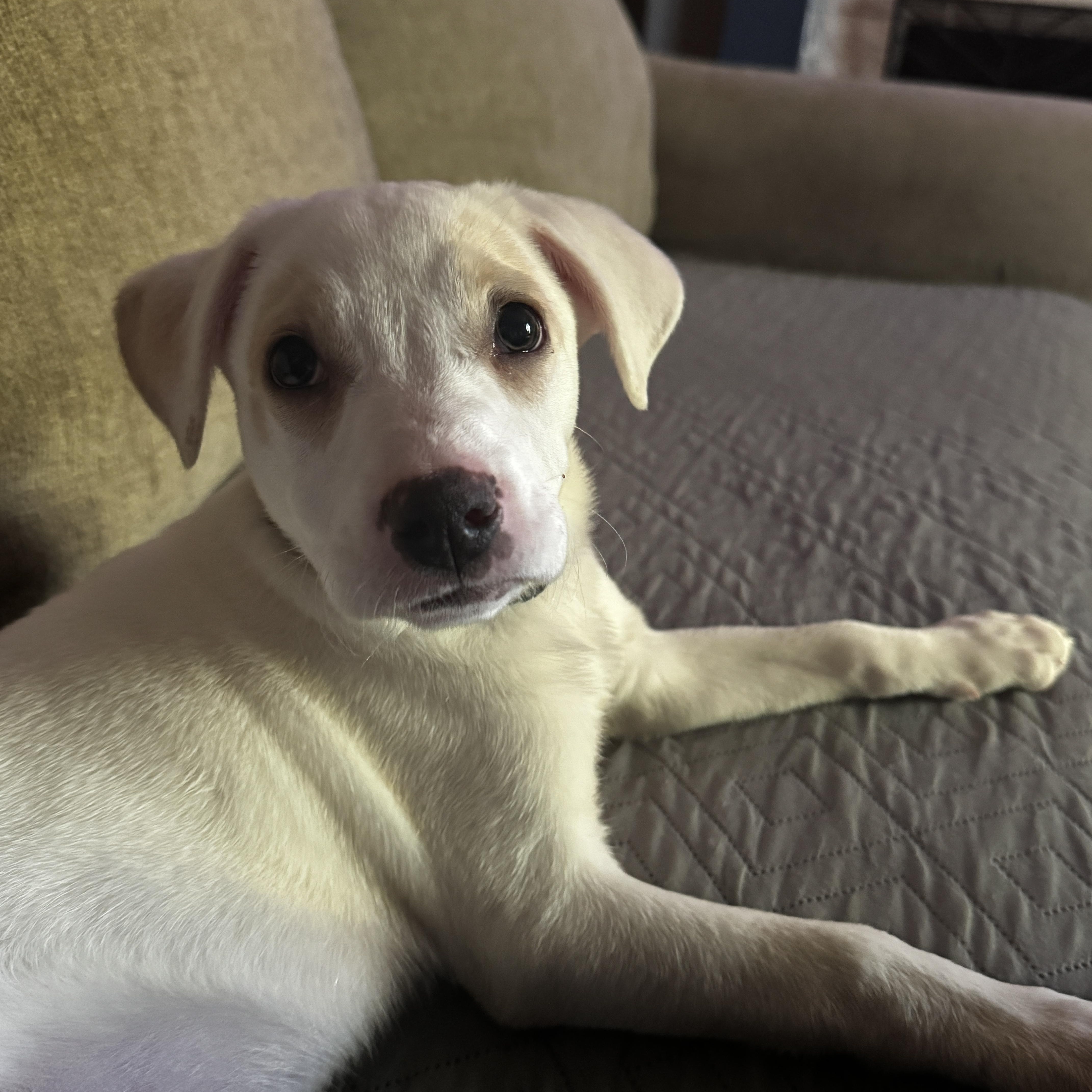 A baby medium-sized female White / Cream Labrador Retriever dog named Sandy for adoption in Cumming, GA