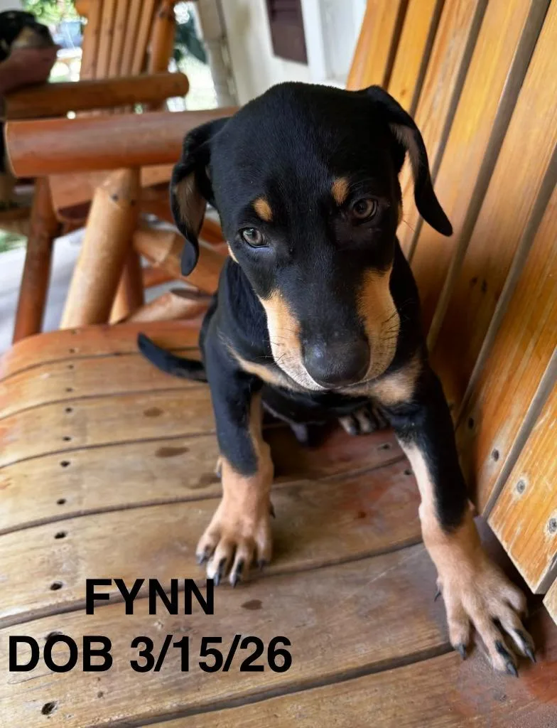 Fynn thumbnail 2