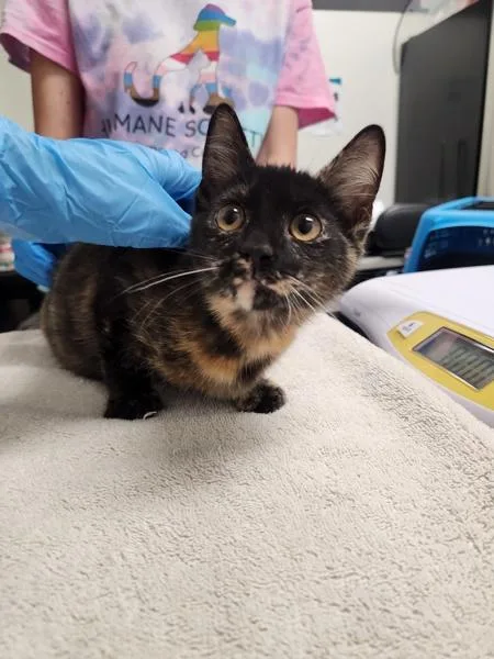 A baby small-sized female Domestic Short Hair cat named Birkenstocks for adoption in Santa Rosa, CA