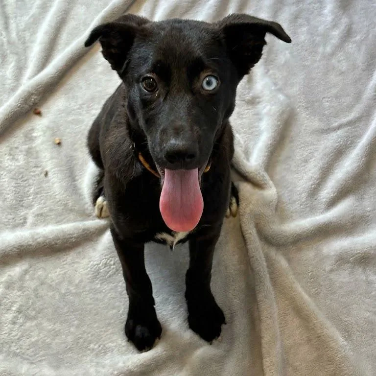 A baby medium-sized female Black Husky dog named Minnie for adoption in South Elgin, IL