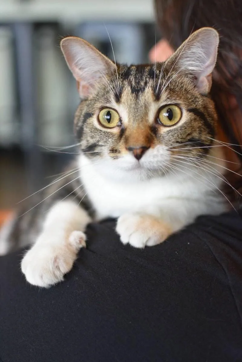 An adult medium-sized female Brown / Chocolate Domestic Short Hair cat named Loafy for adoption in Grand Rapids, MI