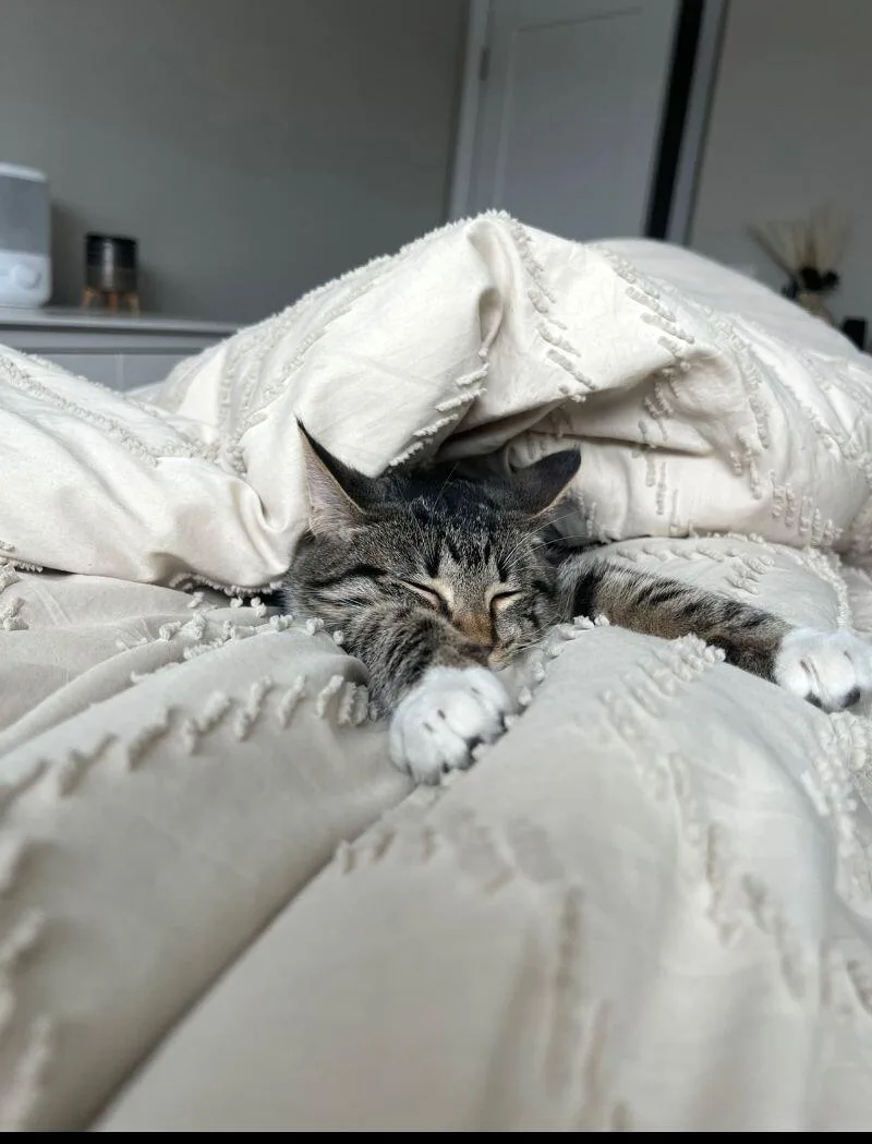 Loafy thumbnail 3