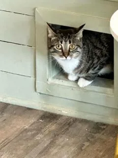 Loafy thumbnail 4