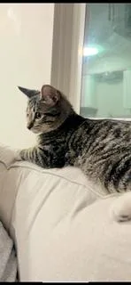 Loafy thumbnail 5