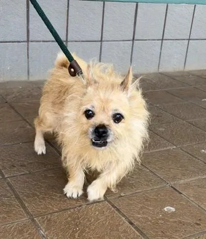 A senior medium-sized female Cairn Terrier dog named Hailey for adoption in Honolulu, HI