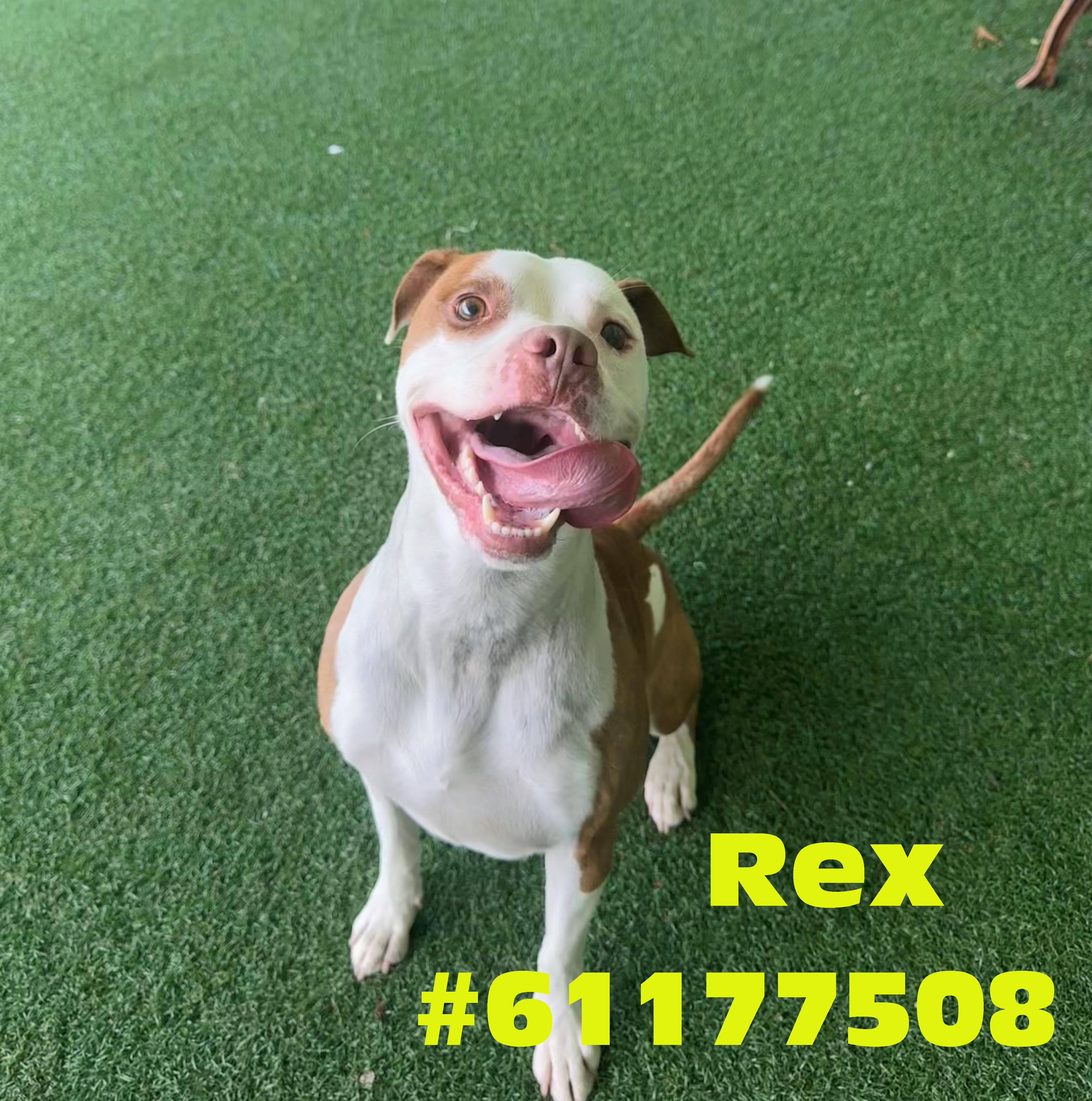 Rex