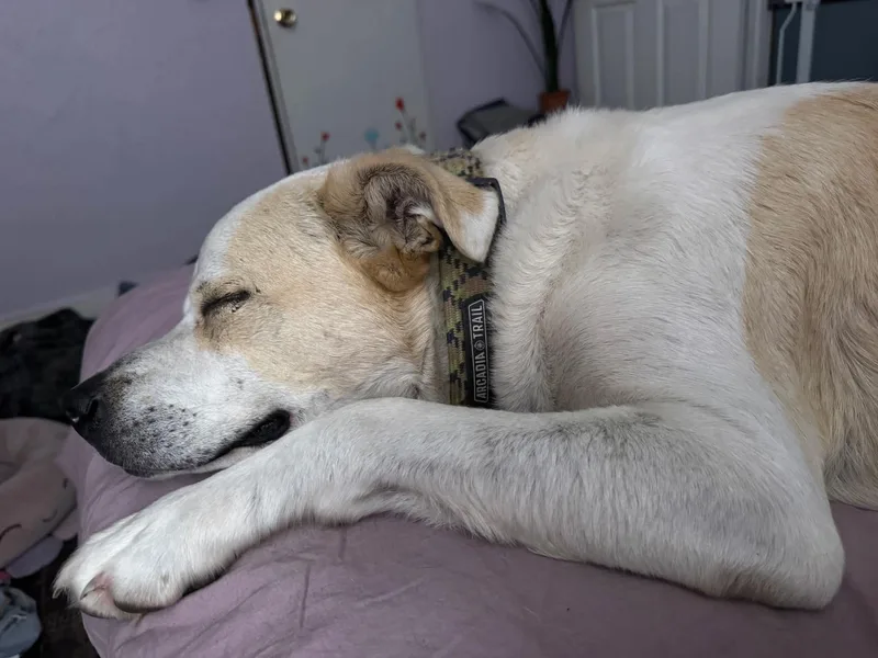 A senior large-sized male Yellow / Tan / Blond / Fawn Mixed Breed dog named Tank for adoption in Arlee, MT