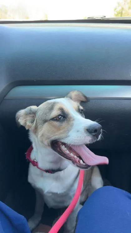 An adult large-sized female Mixed Breed dog named Molly for adoption in Fairfax, VA