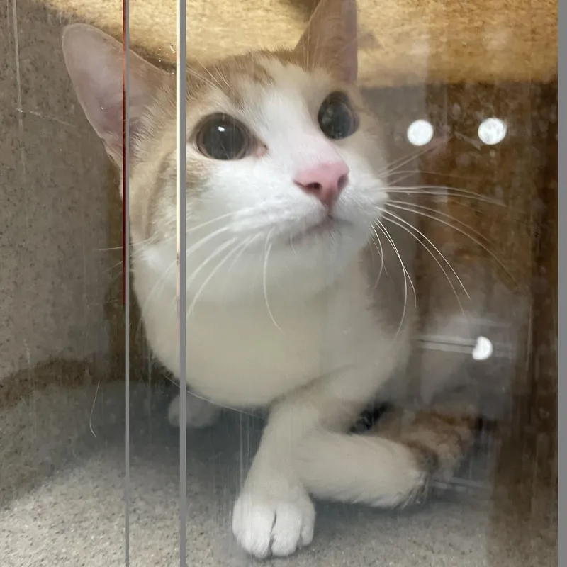 An adult large-sized male Orange / Red Domestic Short Hair cat named Carlton for adoption in Philadelphia, PA