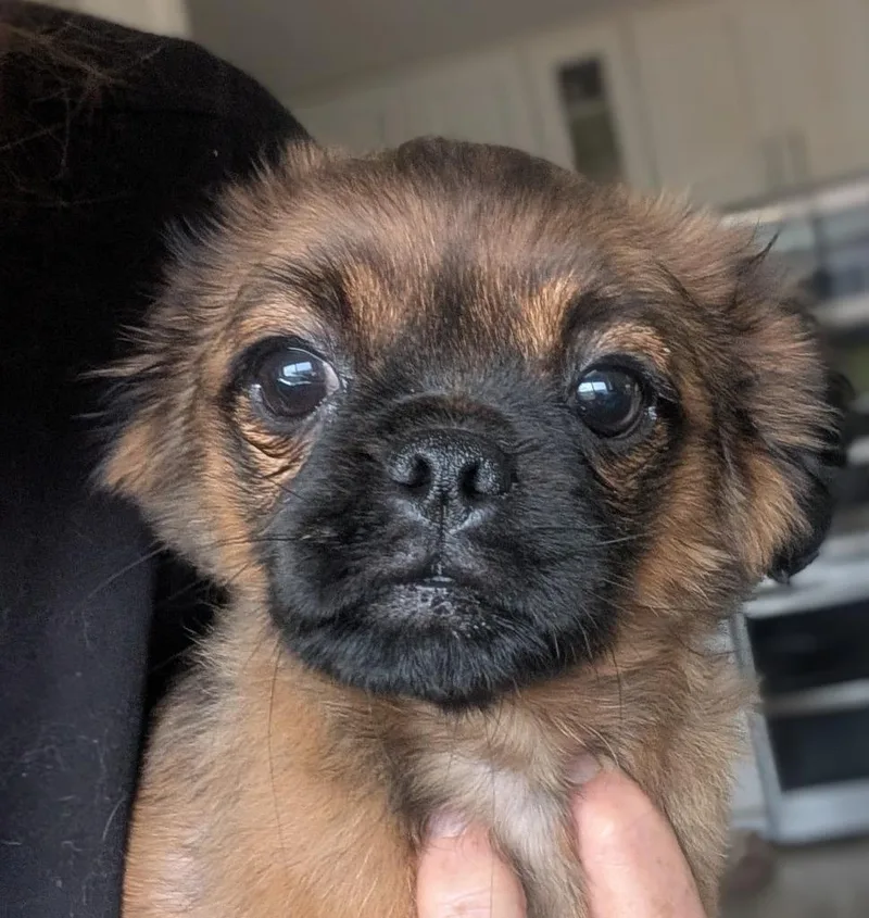 A baby small-sized female Pug dog named Ziggurat for adoption in San Diego, CA