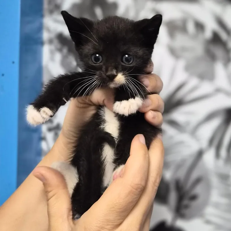 A baby small-sized male Black Domestic Short Hair cat named Riley for adoption in Wahiawa, HI