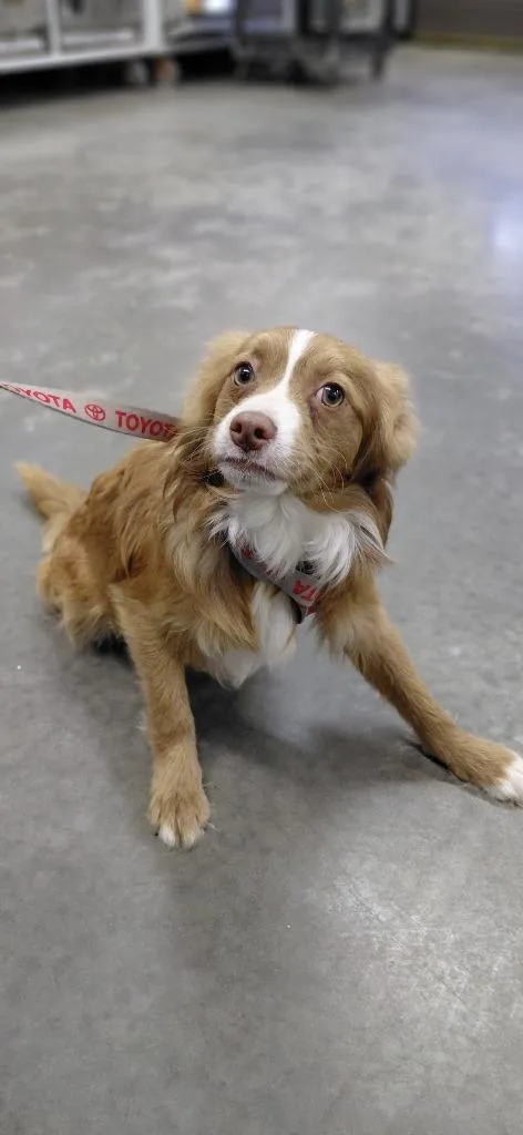 A baby small-sized male Australian Shepherd dog named Apollo for adoption in Henderson, NC