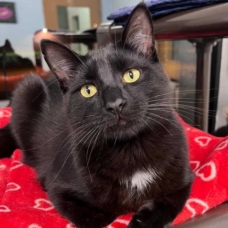 A young small-sized male Black Domestic Short Hair cat named Blitzy for adoption in Arlington Heights, IL