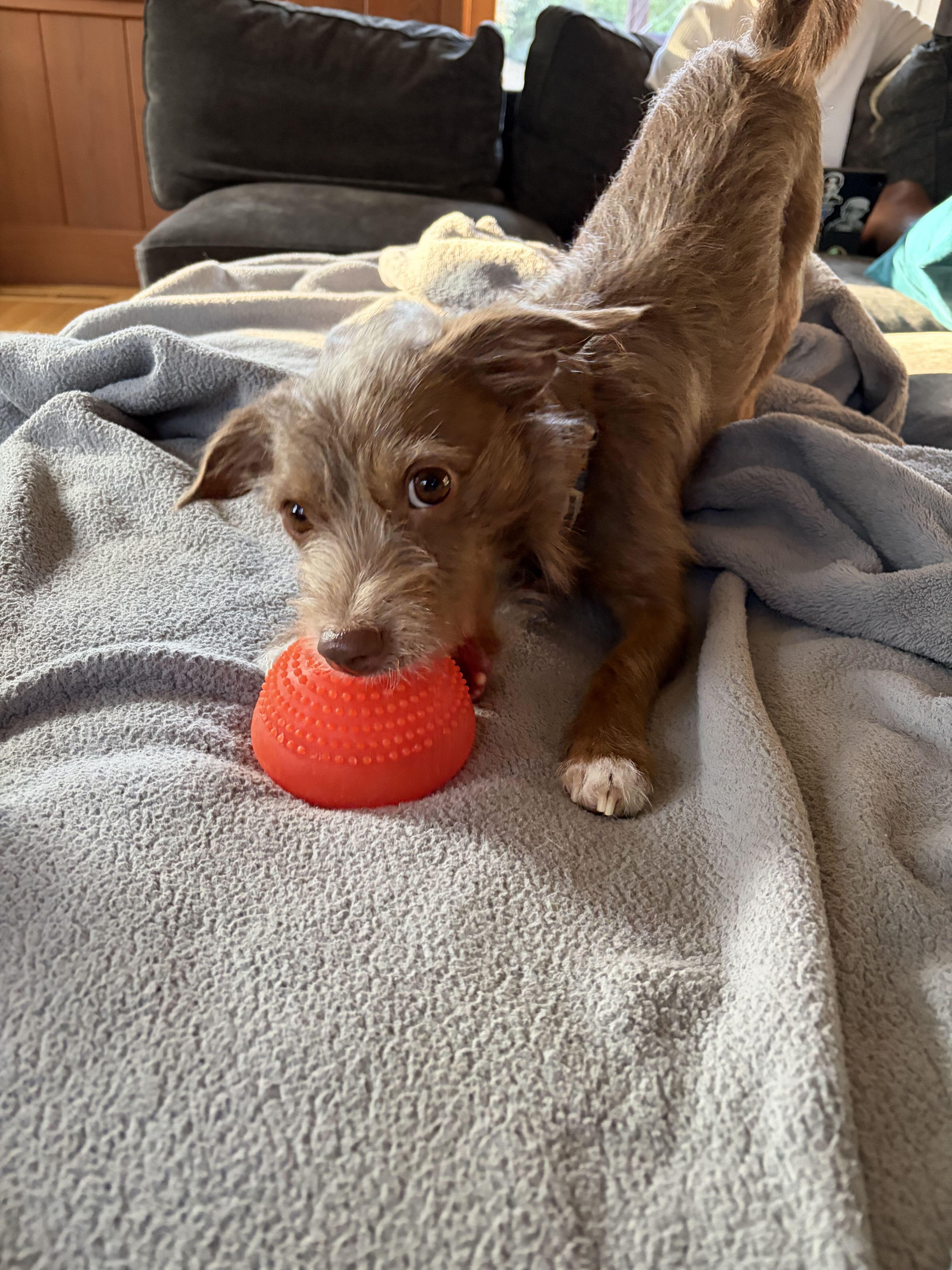 A young small-sized male Jack Russell Terrier dog named Tobias for adoption in Lafayette, CA