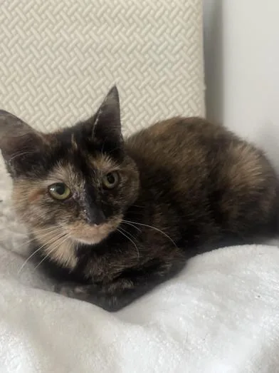 Yves thumbnail 5