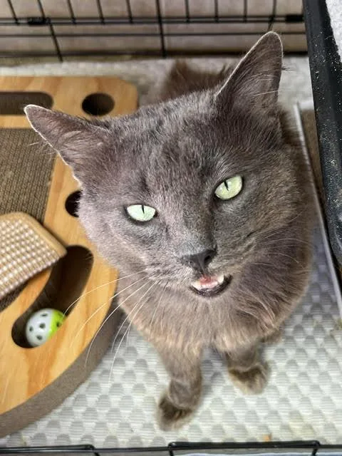 An adult medium-sized male Gray / Blue / Silver Nebelung cat named Hades for adoption in Sherman Oaks, CA