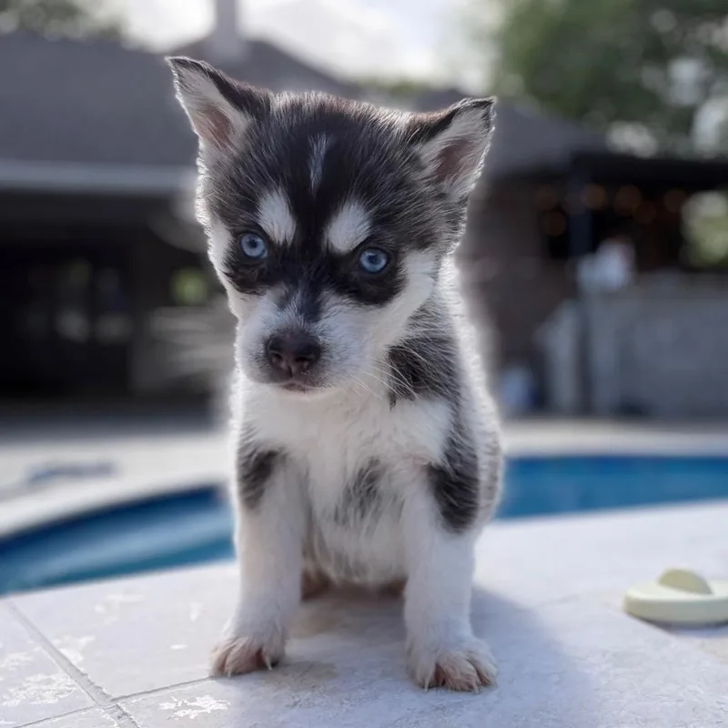 A baby small-sized female Black Siberian Husky dog named Baby Zoey for adoption in Baton Rouge, LA