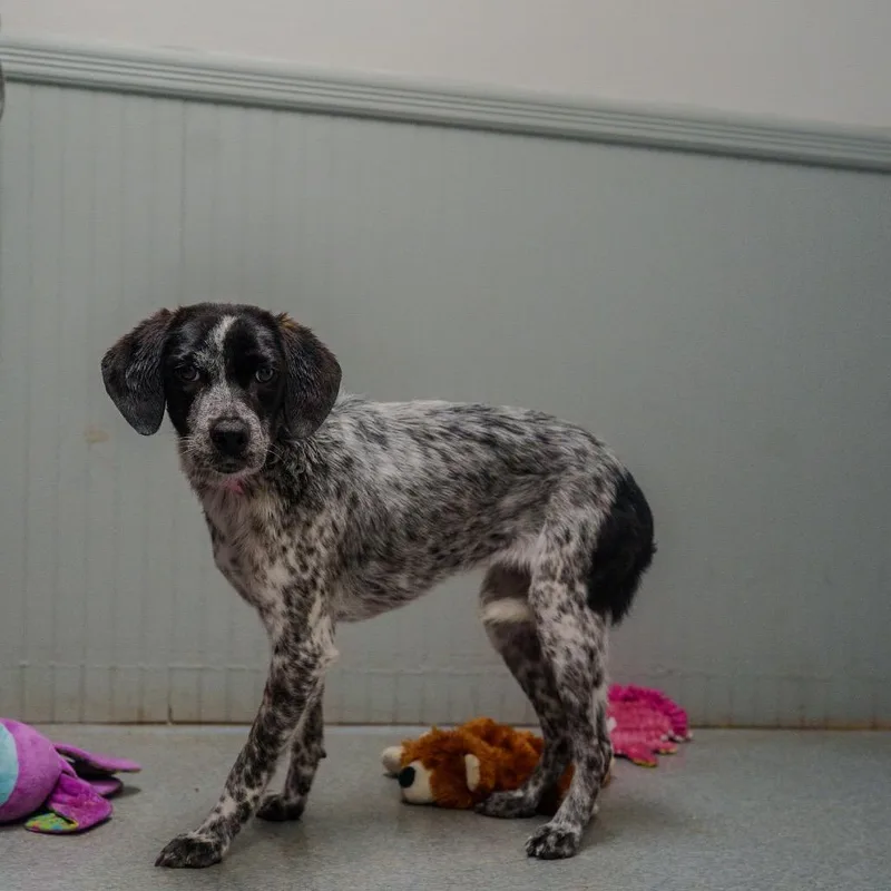 A young small-sized female Gray / Blue / Silver Australian Cattle Dog / Blue Heeler dog named Delta for adoption in Pawling, NY