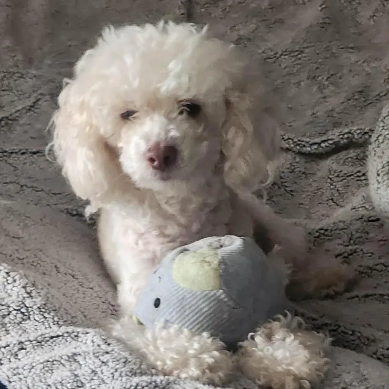 Daisy thumbnail 4