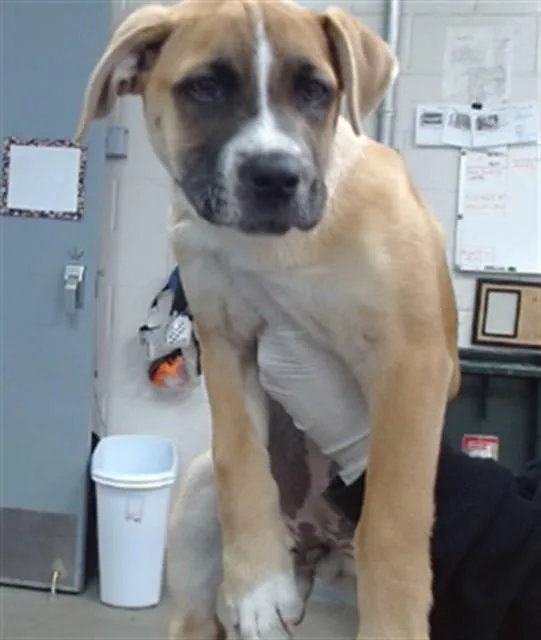 A baby small-sized female Boxer dog named Pearl for adoption in Salinas, CA