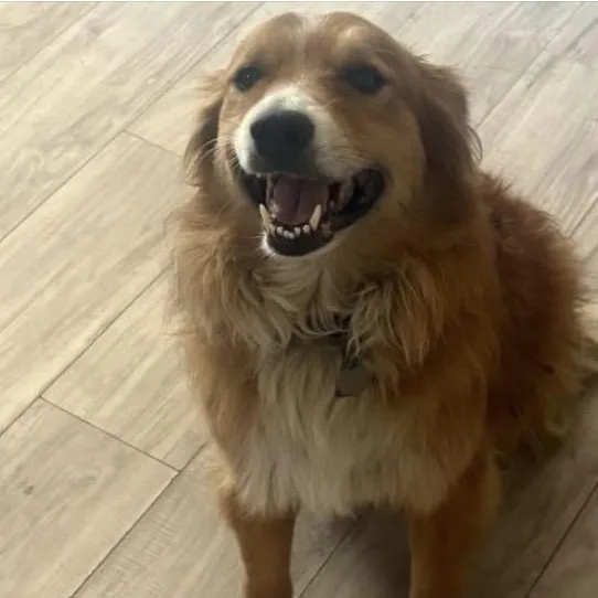An adult medium-sized female Red / Chestnut / Orange Australian Shepherd dog named Lady And Cujo. for adoption in Louisburg, KS