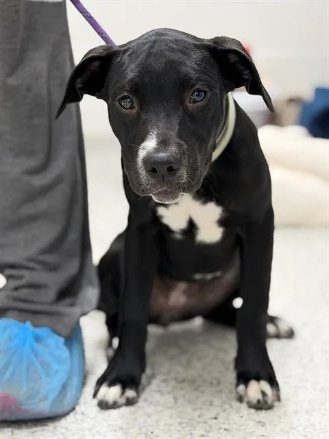 A baby small-sized female American Staffordshire Terrier dog named Bee for adoption in Canfield, OH