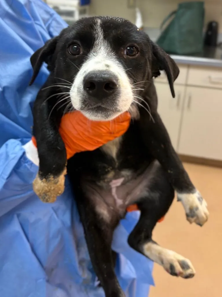 A baby large-sized female Affenpinscher dog named Baguette for adoption in Nacogdoches, TX