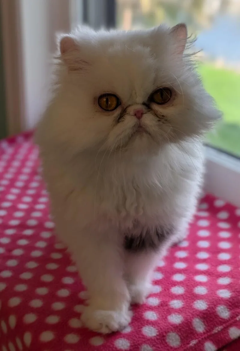 An adult medium-sized female White Persian cat named Missy for adoption in Kenosha, WI